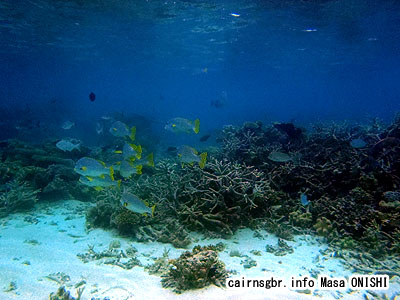 アヤコショウダイ/Plectorhinchus lineatus/Oblique-banded sweetlips,Yellowbanded sweetlips