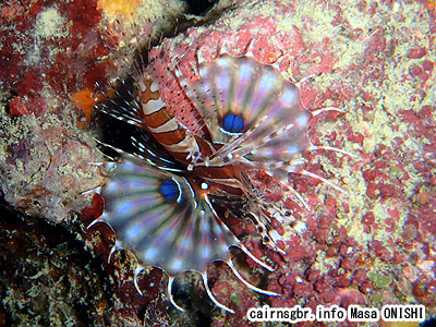 キリンミノ/Dendrochirus zebra /Zebra lionfish