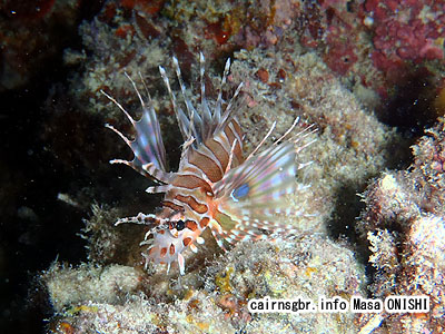 キリンミノ/Dendrochirus zebra /Zebra lionfish