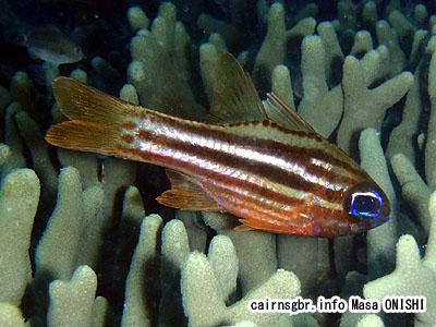 ヒラテンジクダイ/Apogon compressus/Blue-eyed cardinalfish