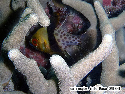 マンジュウイシモチ/Sphaeramia nematoptera/Pajama cardinalfish