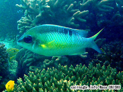 シンジュタマガシラ/Scolopsis margalitifer/Pearly monocle bream