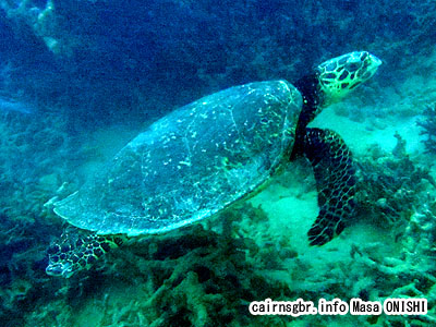 タイマイ/Eretmochelys imbricata/Hawksbill turtle