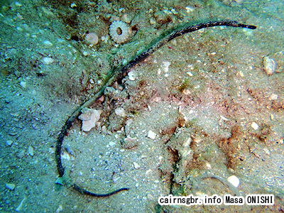 ワカヨウジ/Trachyrhamphus bicoarctatus/Bend Stick Pipefish