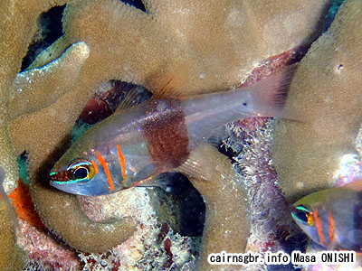 クロオビアトヒキテンジクダイ/Archamia zosterophora/Blackbelted cardinalfish