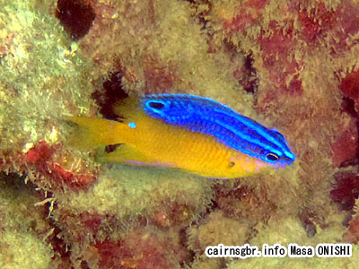 ブルースポットダムゼル/Pomacentrus grammorhynchus/bluespot damsel