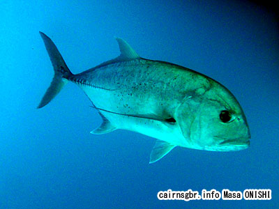 ロウニンアジ/Caranx ignobilis/Giant trevally