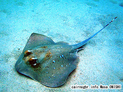 ヤッコエイ/Dasyatis kuhli/Blue-spotted Stingray