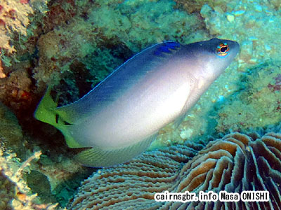 セイルフィンドティバック/Oxycercichthys veliferus/sailfin dottyback