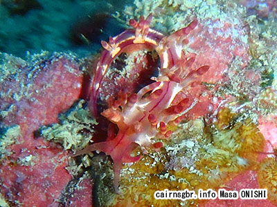 セスジミノウミウシ/Flabellina rubrolineata