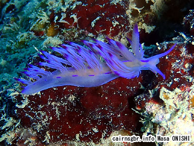 セスジミノウミウシ/Flabellina rubrolineata