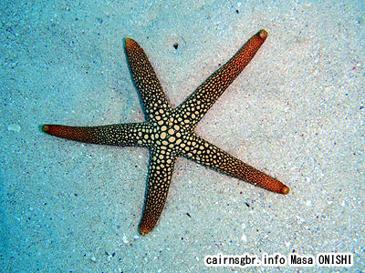 ヒトデ/starfish