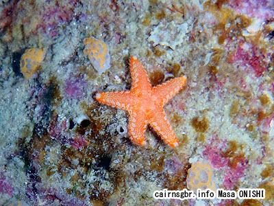 ヒトデ/starfish
