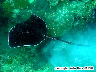 マダラエイ/Taeniura meyeni/Blotched fantail ray
