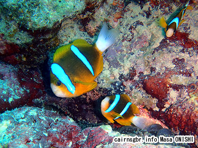 バリアリーフ アネモネフィッシュ/Amphiprion akindynos/Barrierreef anemonefish