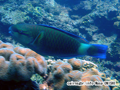 ハゲブダイ/Scarussordidus/Bullethead Parrotfish