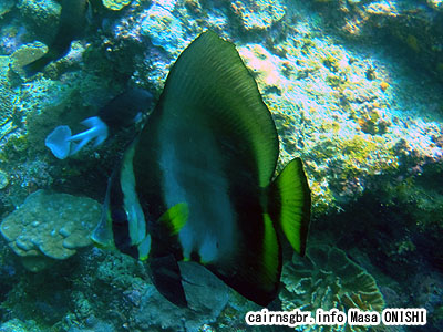 アカククリ/Platax pinnatus/Dusky batfish、Long finned batfish、Pinnate spadefish