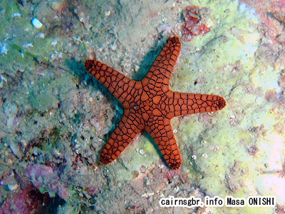 ヒトデ/starfish