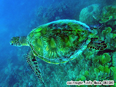 アオウミガメ/Chelonia mydas/Green turtle