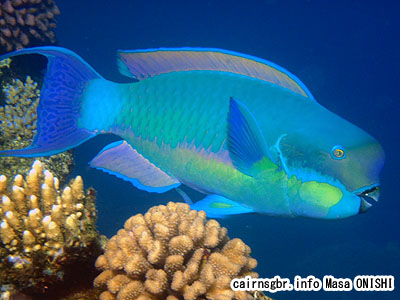 ナンヨウブダイ/Chlorurus microrhinos/Steephead parrotfish