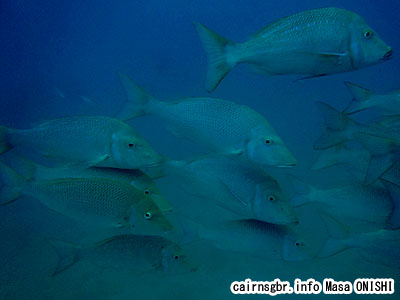 ハマフエフキ/Lethrinus nebulosus/Spangled emperor,Blue emperor