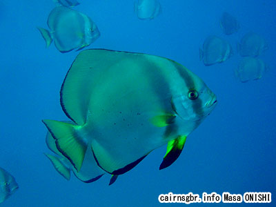 ツバメウオ/Platax teira/Longfin batfish