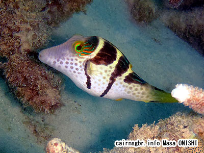 シマキンチャクフグ/Canthigaster valentini/Valentinnis sharpnose puffer