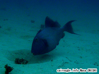 イソモンガラ/Pseudobalistes fuscus/Yellowspotted triggerfish