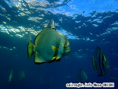 ツバメウオ/Platax teira/Longfin batfish