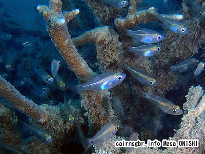スカシテンジクダイ/Rhabdamia gracilis/Arrow cardinal, Luminous cardinalfish