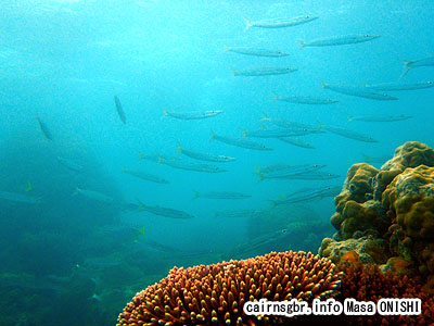タイワンカマス/Sphyraena flavicauda/yellowtail barracuda