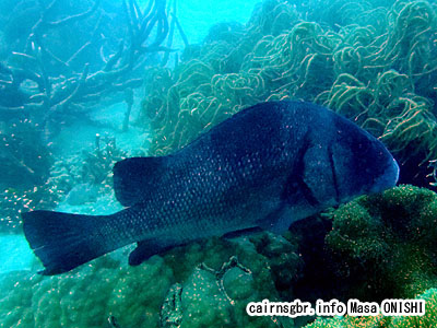 クロコショウダイ/Plectorhinchus gibbosus/Harry hotlips, Brown Sweetlips