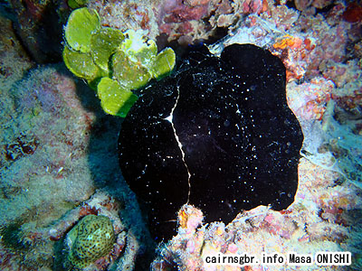 ウミウサギガイ/Ovulidae ovum/Egg cowrie