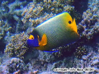 アデヤッコ/Pomacanthus xanthometopon/Blue-face Angelfish,Blue faced Angelfish