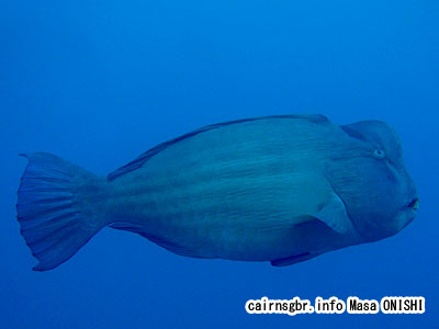 カンムリブダイ/Bolbometopon muricatum/Baffalo fish, Humphead parrotfish