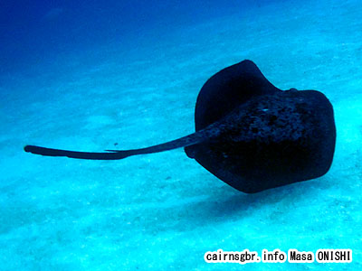 マダラエイ/Taeniura meyeni/Blotched fantail ray , Speckled stingray