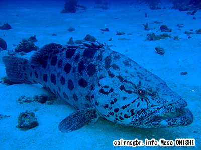 カスリハタ/Epinephelus tukula/Potato Grouper Potato cod