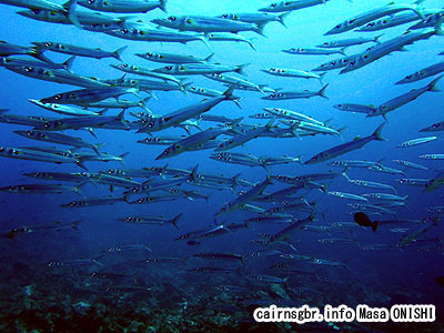 オオメカマス/Sphyraena forsteri/Bigeye barracuda