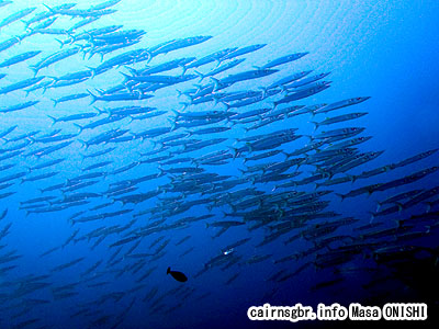 オオメカマス/Sphyraena forsteri/Bigeye barracuda