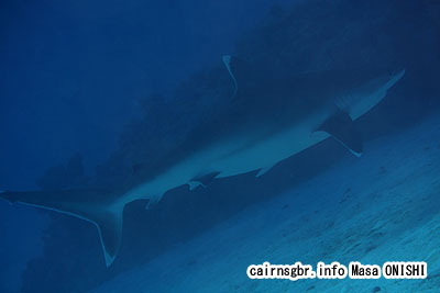 ツマジロ/Carcharhinus albimarginatus/Silvertip shark