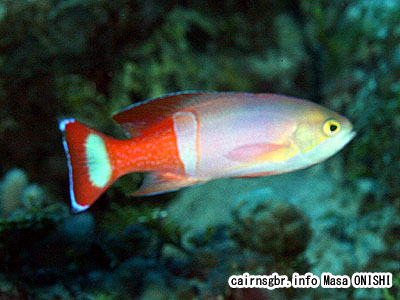 ペインティッドアンティアス/Pseudanthias pictilis/Painted anthias,Pictilis Anthias