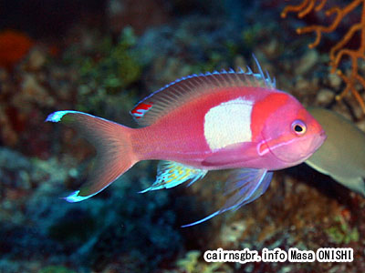 スミレナガハナダイ/Pseudanthias pleurotaenia/Squarespot fairy basslet,Squarespot anthias