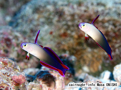 アケボノハゼ/Nemateleotris decora/Purple fire goby