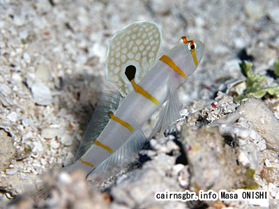 ニチリンダテハゼ/Amblyeleotris randalli/Sail-fin shrimpgoby