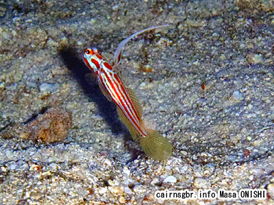 ヤシャハゼ/Stonogobiops yasha/White-rayed shrimpgoby