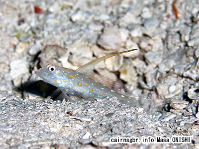 ハタタテシノビハゼ/Ctenogobiops tangaroai/Tangaroa prawn goby, Masted shrimp goby