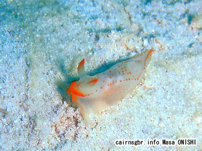 キヌハダウミウシsp/Gymnodoris sp