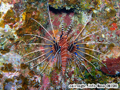 ネッタイミノカサゴ/Pterois natennata/Spotfin Lionfish
