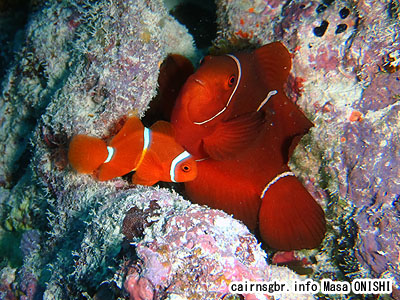 スパインチークアネモネフィッシュ/Premnas biaculeatus /Spinecheek