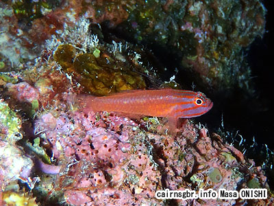 Trimma striata/Striphead Pygmy-goby、Striphead dwarf goby